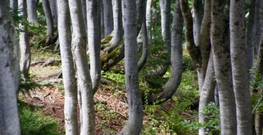 Kolchischer Regenwald