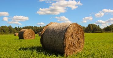Landschaftsportrait in Estland