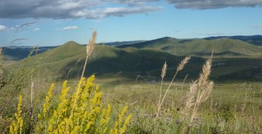 Bluehende Steppe