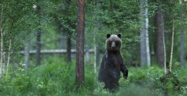 Wildtierbeobachtung aus der Hütte