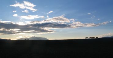 Abendstimmung mit Pferden in der Mongolei
