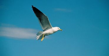 Möwe mit Bremsstreifen über dem Weißen Meer