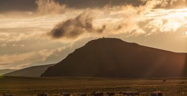 Mongolei - Schafherde Abendstimmung