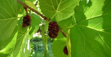 Reife Maulbeeren