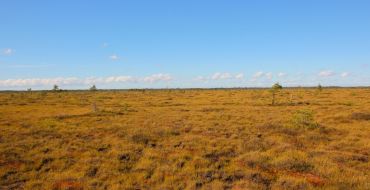 Sommerliches Farbenspiel im Soomaa Nationalpark