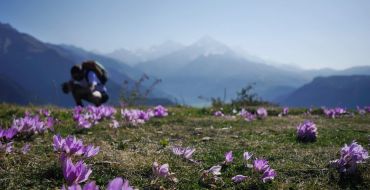 Die Alm blüht