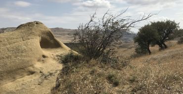 Savannenlandschaft bei Udabno