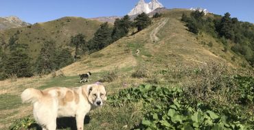 Kaukasischer Schäferhund vor Uschba