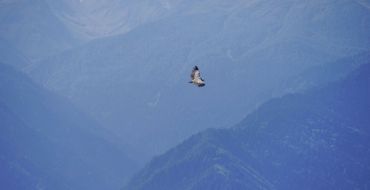 Steinadler in Swanetien