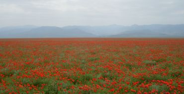 Mohnblüte in der Kislikum Wüste