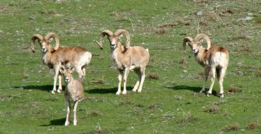 Wilde Argali Schafe
