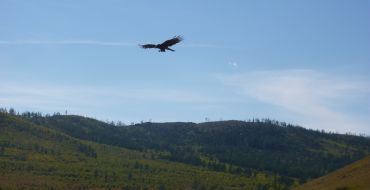 Adler vor Angriff