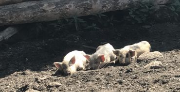 Ferkel am Wegesrand