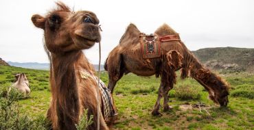 Mongolische Reitkamele