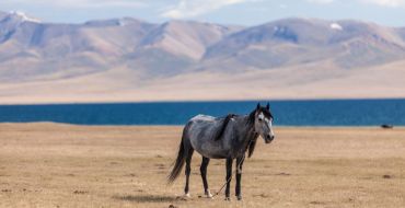 Pferd vor Son Kul See