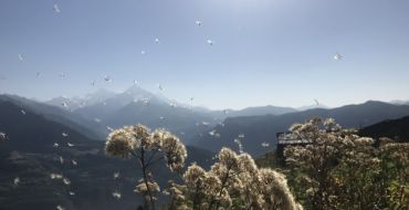 Samenflug vor Tetnuldi