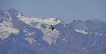 Steinadler vor Kaukasus