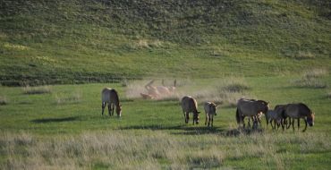 Wildpferde in der Mongolei