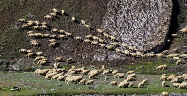 Schafherde am Gletscherrand