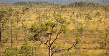 Hochmoorlandschaft im Soomaa Nationalpark