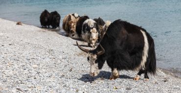 Mongolei - Yaks am Huvsgul Strand