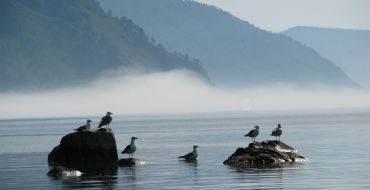 Baikalsee Möwen
