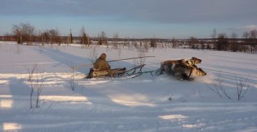 Rentierschlitten im Tiefschnee