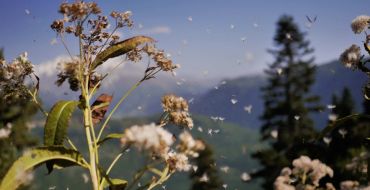 Samenflug