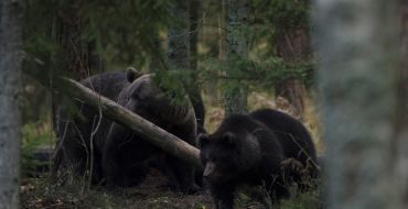 Bärensichtung aus Beobachtungshütte