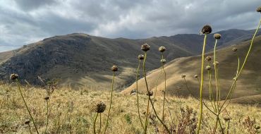 Vegetation im Pambak
